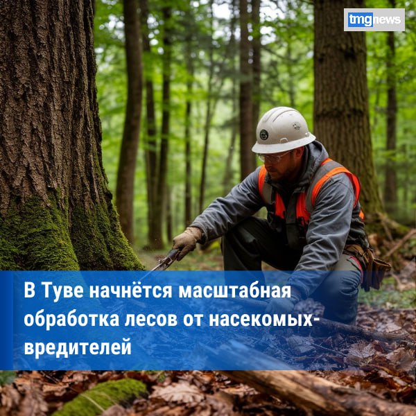 Тува вошла в число 14 регионов России где в 2026 году обработают леса от вредителей  Республика Тыва включена в федеральный план мероприятий по борьбе с лесными вредителями на 2026 год Работы будут проведены на общей площади более 550 тысяч гектаров в 14 субъектах страны сообщает Рослесхоз План был сформирован по итогам государственного лесопатологического мониторинга который провела подведомственная служба Рослесозащита Помимо Тувы обработка запланирована в Республиках Алтай Бурятия Дагестан а также в ряде краёв и областей Сибири и Урала Регионам необходимо активно включиться в подготовку Финансирование на эти цели уже заложено в федеральном бюджете подчеркнул заместитель руководителя Рослесхоза Алексей Венглинский Он отметил что два региона Омская и Новосибирская области пока не представили обоснования для проведения работ несмотря на наличие вредителей и федеральных средств Ведомство направило обращения главам этих субъектов с просьбой взять ситуацию на личный контроль Обработка лесов в Туве и других регионах запланирована на второй и третий кварталы 2026 года Работы будут проводиться как с земли так и с воздуха с применением биологических и химических препаратов безопасных для лесных экосистем По данным Рослесхоза РФ Фото ИИ Шедеврум