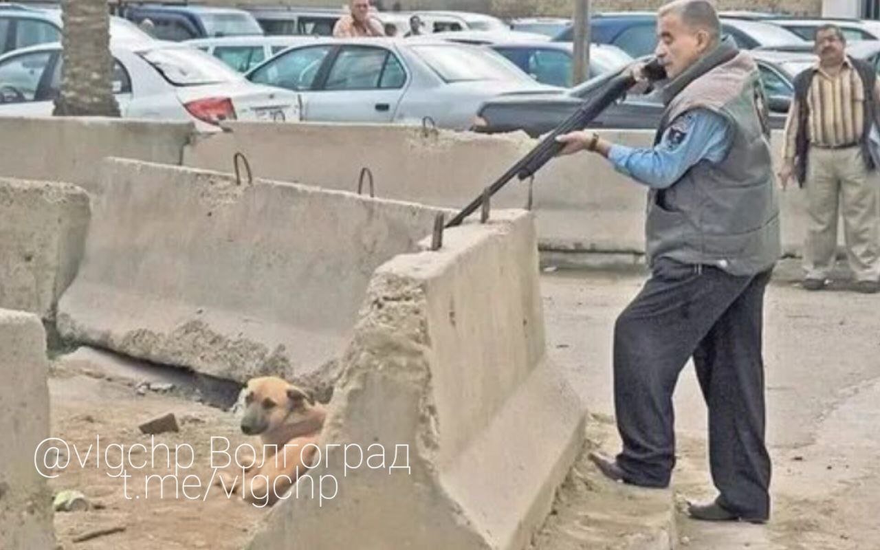 ‼ В Волгограде отловщики расстреляли собак при детях  В Красноармейском районе Волгограда произошел шокирующий случай: отловщики в открытом доступе расстреляли собак на глазах у детей. Инцидент случился во дворах по улицам Удмуртской и Саушинской. Жители сообщают, что одну из собак оставили живой, но забрали с собой.   Согласно действующим правилам, отлов бездомных животных должен проводиться в ночное время и без присутствия детей.  ЧП Волжский - подписаться