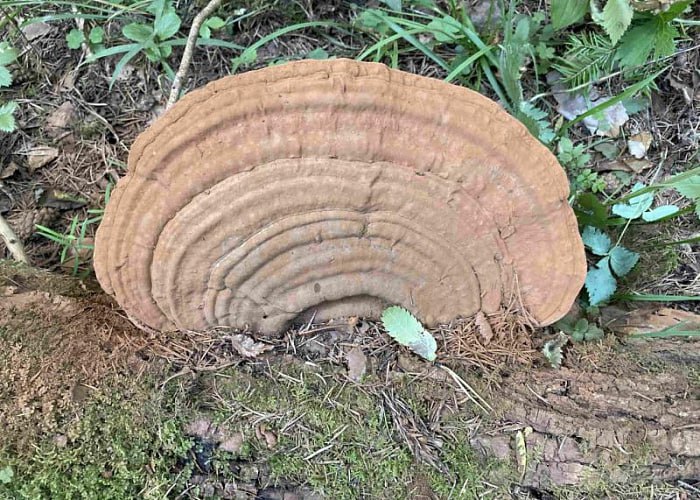 В челябинском нацпарке нашли гигантский трутовик художника  В национальном парке «Таганай» обнаружили гигантский гриб художника. Спрятавшись от чужих глаз в густом ельнике, трутовик-рекордсмен дорос до 40 сантиметров в диаметре.   Грибом художника называют трутовик плоский. Свое необычное название он получил из-за особенности нижней части шляпки. На белой как бумага поверхности при надавливании появляются коричневые следы, словно нарисованные кистью. Если их не трогать, то отпечатки могут сохраниться очень надолго.  – Шляпка, красиво увитая концентрическими наплывами, маскируется в бежевых и коричневых тонах под цвет лесной подстилки. В зрелом возрасте шляпку припорошит споровый порошок, – рассказали в нацпарке.  Наш лесной обитатель находится в близком родстве с китайским грибом бессмертия «рейши», также известным как трутовик лакированный. Как и знаменитый сородич, он активно применялся нашими предками в лечении.           Голосовать за канал