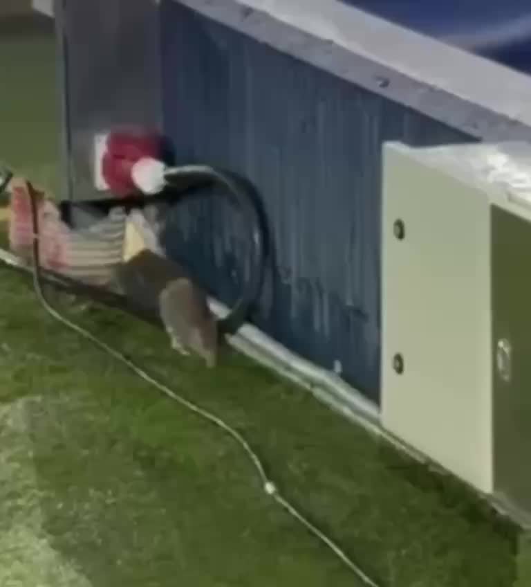 Крысы замечены на Камп Ноу перед матчем Лиги чемпионов