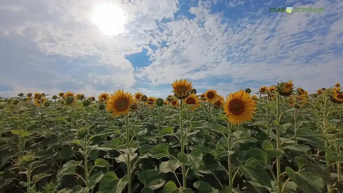 На Южном Урале собрали на 64 5 больше масличных чем в прошлом году По итогам прошлого года аграрии Челябинской области собрали рекордный урожай масличных культур 472 5 тыс т что на 64 5 больше сбора предыдущего года Средняя урожайность масличных в регионе составила 13 9 ц га Как в регионе добились такого результата рассказываем