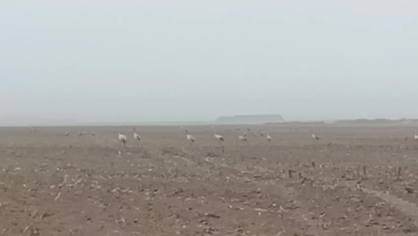 Редкий белоголовый сип спасен в Дагестане благодаря местным жителям