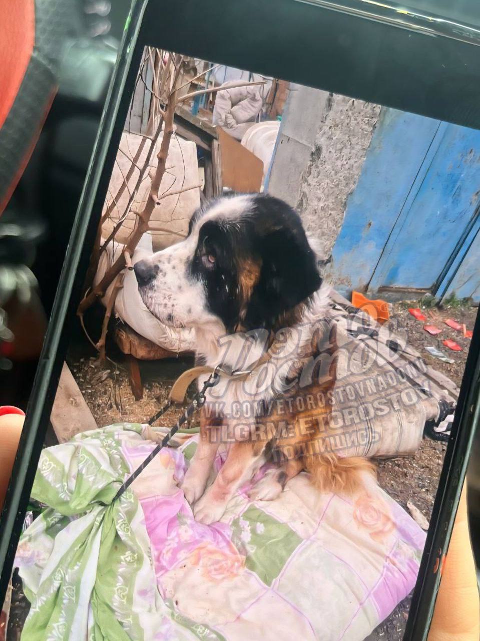 Замученных и мертвых животных нашли в приюте Забытые сердца под Ростовом Как пишет telegram канал Don Mash долгое время волонтеры не могли туда попасть Говорят хозяйка Татьяна Макарова не пускала И тогда зоозащитники приехали сами в приют и увидели страшную картину В пресс службе ГУ МВД сообщили что полицейские уже выехали на место началась проверка Подпишись на donnewsru