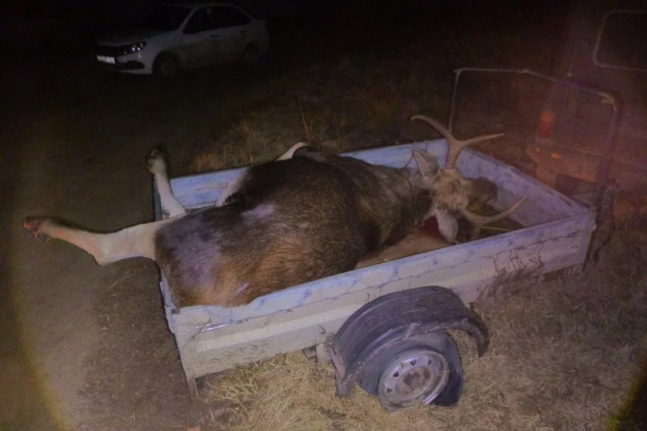 Перепутал с кабаном в Челябинской области задержали охотника застрелившего лося Случай произошел в Брединском районе Охотничий инспектор рядом с поселком Калининский остановил автомобиль с прицепом в котором перевозили тушу лося При этом соответствующего разрешения у водителя не было Мужчина в свою очередь сослался на то что во время охоты принял лося за кабана на добычу этих животных документы у него были При этом как пояснили в ГУ МВД по региону он в любом случае нарушил правила поскольку не сообщил о случившемся инспектору а попытался вывезти тушу застреленного лося У 33 летнего жителя Брединского района изъяли ружье и разрешение на него охотничий нож а также автомобиль и прицеп с тушей Возбуждено уголовное дело Нанесенный природе ущерб оценили в 240 тыс рублей Фото ГУ МВД по Челябинской области Подписывайтесь на Вести Южный Урал в MAХ