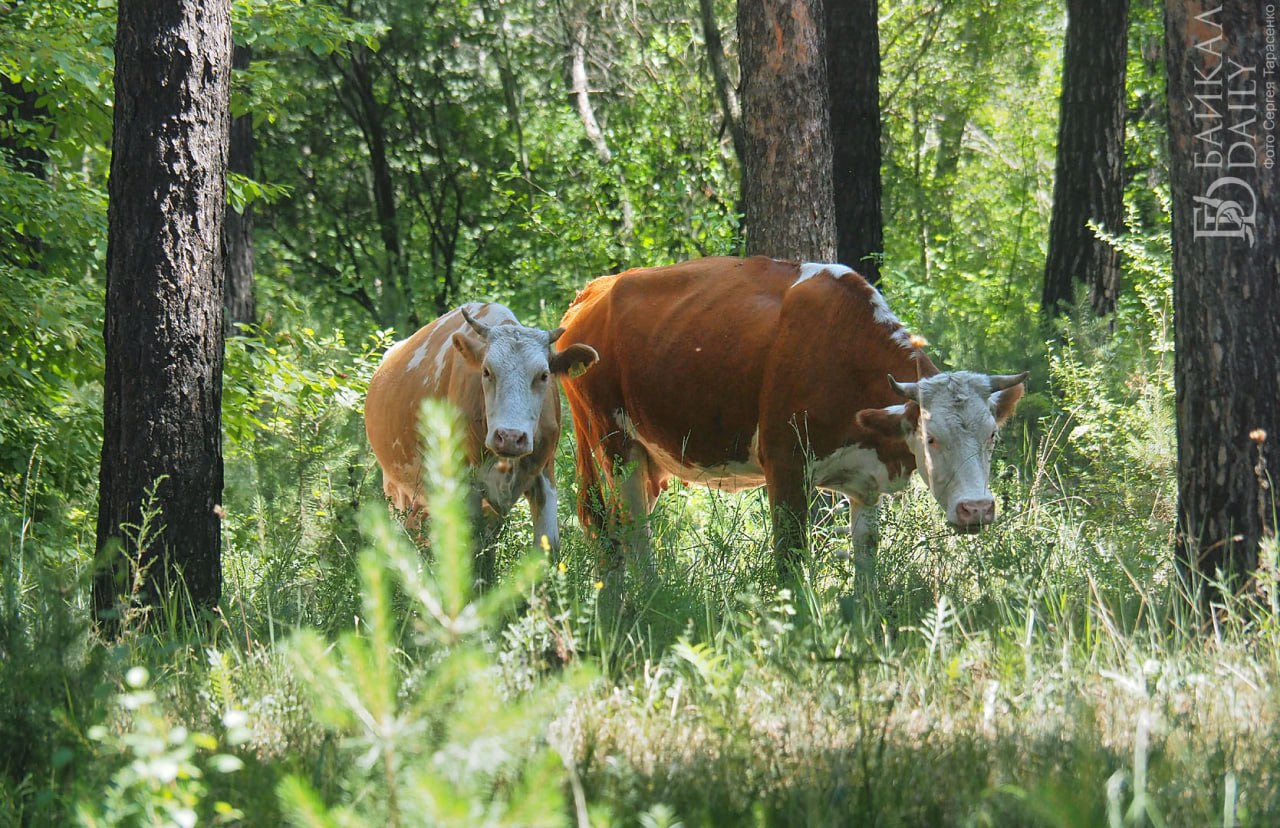 В Бурятии инвестор построит завод по утилизации павшего скота Отходы будут сжигать Завод появится в Старом Онохое Общая стоимость проекта 30 8 млн рублей которые полностью являются собственными средствами инвестора Уже в начале следующего года объект планируется запустить в работу Согласно ветеринарному законодательству новые скотомогильники запрещены а старые можно использовать только до 2030 года