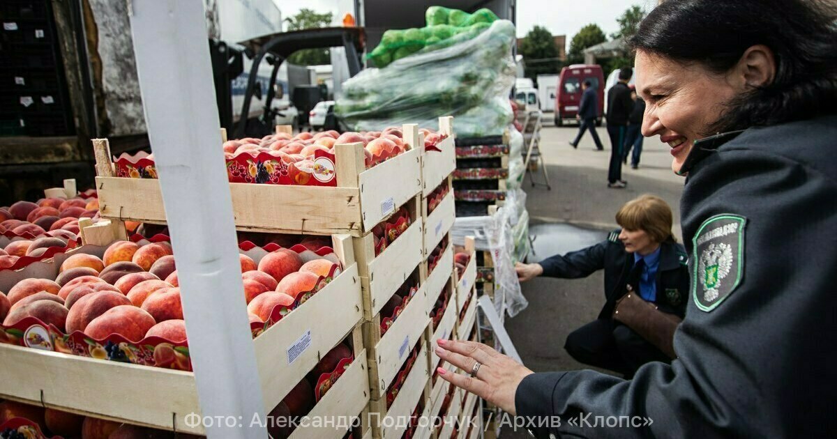 В Россию хлынули китайские персики и нектарины Импорт персиков и нектаринов из Китая в Россию за первые полгода 2025 го увеличился вдвое Данные приводит таможня КНР По закупкам косточковых в Поднебесной 30 2 млн долларов российский рынок уступает только киргизскому 36 5 млн долларов Каждый третий китайский персик или нектарин отправляется в Россию