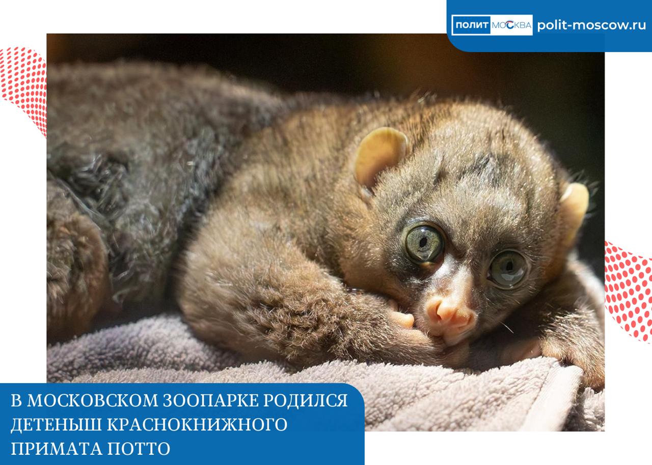 В Московском зоопарке родился детеныш краснокнижного примата потто В Московском зоопарке 16 сентября у пары краснокнижных приматов потто Нелии и Нориса появился на свет детеныш и почти сразу мама его оставила У потто очень сложное социальное поведение и в условиях зоопарка мать нередко покидает потомство После рождения о малыше начали заботиться сотрудники отдела Приматы которые следили за его развитием и адаптацией Детеныша назвали Нейтоном С первого дня жизни детеныш потто в Московском зоопарке находился под чутким вниманием зоологов Малыша бережно выкармливали специальной смесью из пипетки поначалу каждые три часа К концу первого месяца интервал между кормлениями постепенно увеличили до 4 4 5 часа Перед каждым приемом пищи малышу делали мягкий массаж животика для стимуляции пищеварения А после кормления его аккуратно вычесывали мягкой щеточкой имитируя естественное вылизывание По мере того как детеныш окреп его начали понемногу выносить на прогулки это важный шаг в адаптации и развитии поделилась депутат МГД Светлана Акулова В первые дни жизни потто кормили детской молочной смесью а сейчас в его рацион добавили червей саранчу и сверчков Нейтона постепенно приучают к корму для взрослых особей это фрукты овощи креветки отварная курица и перепелиные яйца Когда малышу исполнилась неделя он весил всего 50 граммов а в начале января благодаря заботе зоологов поправился до 355 граммов ПолитМосква Подписаться