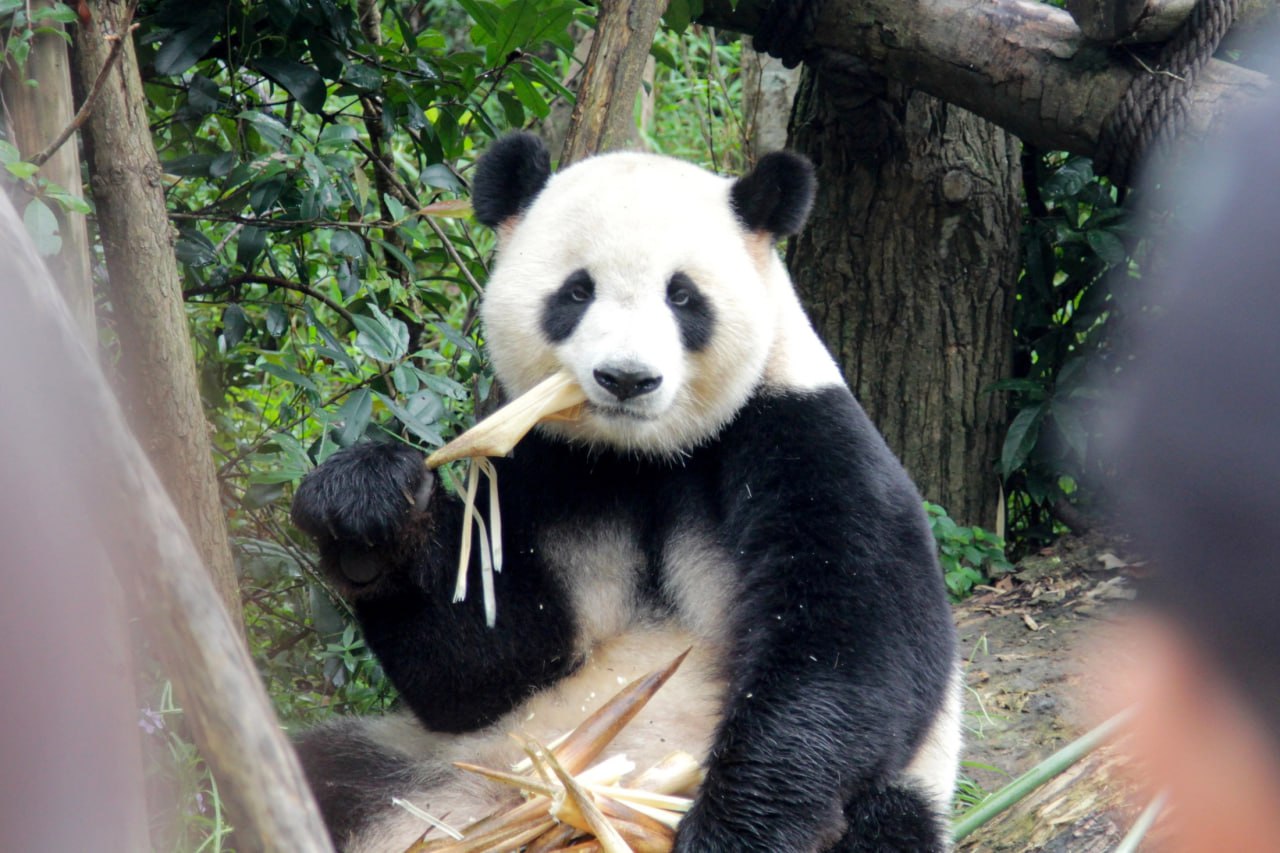 В Японии впервые за полвека не останется ни одной панды из за ухудшения отношений с Китаем Двух панд близнецов вышлют из Японии в Китай в январе 2026 года Животные жили в токийском зоопарке Уэно с момента своего рождения в 2021 году Они являются последними пандами в Японии Резкое охлаждение двусторонних отношений произошло после слов японского премьера Санаэ Такаичи о том что кризис вокруг Тайваня может представлять для Японии угрозу выживанию  Ранее Япония лидировала по численности бамбуковых медведей за пределами Китая в японских зоопарках содержались 9 особей этого вида причем многие из них родились там  Все панды в мире принадлежат Китаю Другие страны могут брать животных в аренду Для этого они платят китайской стороне от 250 тыс до 1 млн долларов за каждую пару особей Передача больших панд стала символом нормализации дипломатических отношений Китая с другими странами  Сегодня большие панды есть в Мехико Берлине и после перерыва в один год в Вашингтоне В Московском зоопарке сейчас содержатся три панды Жуи и Дин Дин доставленные из провинции Сычуань а также их дочь Катюша которая родилась в России Фото Артур Дерунов РГ Подписаться на Российскую газету в   Читать нас в MAX