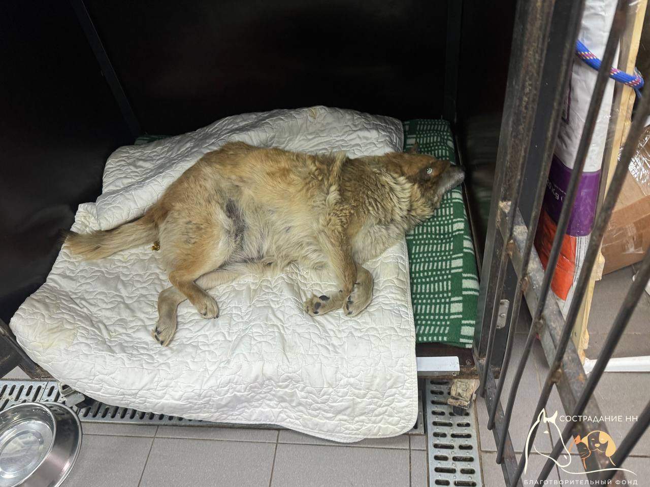 Мужчина, выбросивший собаку у нижегородского приюта, сбил ее на другом конце города Наезд случился на улице Верхне-Печерской. Это выяснилось после просмотра камер видеонаблюдения и опроса местных жителей. Нижегородцы, узнав о случившемся, сами обратились к волонтерам. В приюте «Сострадание-НН», куда покинули собаку, рассказали, что водитель признал свою вину. Оказалось, что он работает в службе доставки. Представители сервиса уже также вышли на руководство фонда и пообещали участвовать в судьбе Лавочки – так назвали собаку. Курьер сейчас отстранен от работы. Свою проверку по факту случившегося также проводят полицейские. Собак осмотрели ветеринары. Лавочка оказалась очень пожилой и с множеством проблем по здоровью. Ей предстоит долгое лечение. Сострадание НН Прислать новость