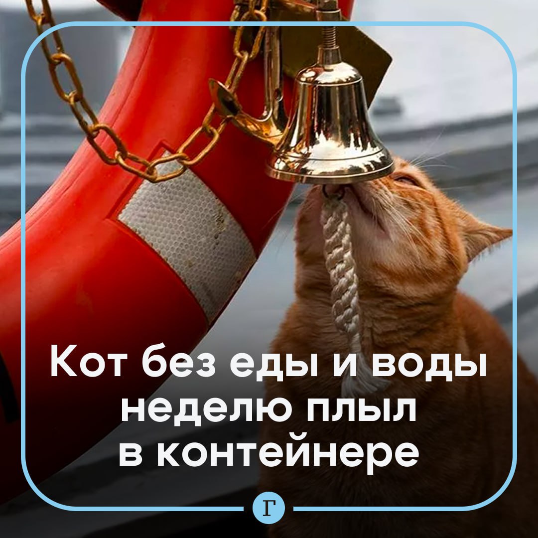 Кот неделю плыл в темном контейнере без еды и воды и выжил.  Сотрудники порта в Калининградской области при разгрузке одного из контейнеров из Ленобласти обнаружили пушистого нелегала. Котик неделю путешествовал по Балтийскому морю совсем один и без какого-либо пропитания.  Когда его нашли — хвостатый вел себя спокойно и охотно вышел к людям. Коту сразу же оказали помощь: его накормили, напоили и дали кличку Мафик — в честь платформ для контейнеров.   Один из работников порта решил забрать пушистого себе.    , чтобы у Мафика все было хорошо
