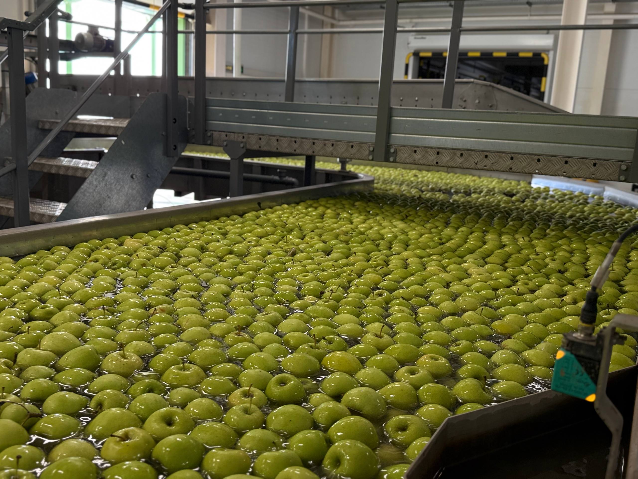 В Крыму собрано свыше 25 тысяч тонн яблок груш и айвы В этом году в Крыму собрали более 25 тысяч тонн семечковых культур включая яблоки груши и айву Однако как сообщает Минсельхоз республики по сравнению с прошлым годом этот показатель снизился на 25 К снижению урожайности привели неблагоприятные погодные условия Возвратные заморозки в весенний период повредили многолетние насаждения кроме того состояние растений ухудшилось из за засухи которая наблюдалась в регионе с марта по июнь Фото Минсельхоз Крыма Tg Подписывайся на truekpcrimea