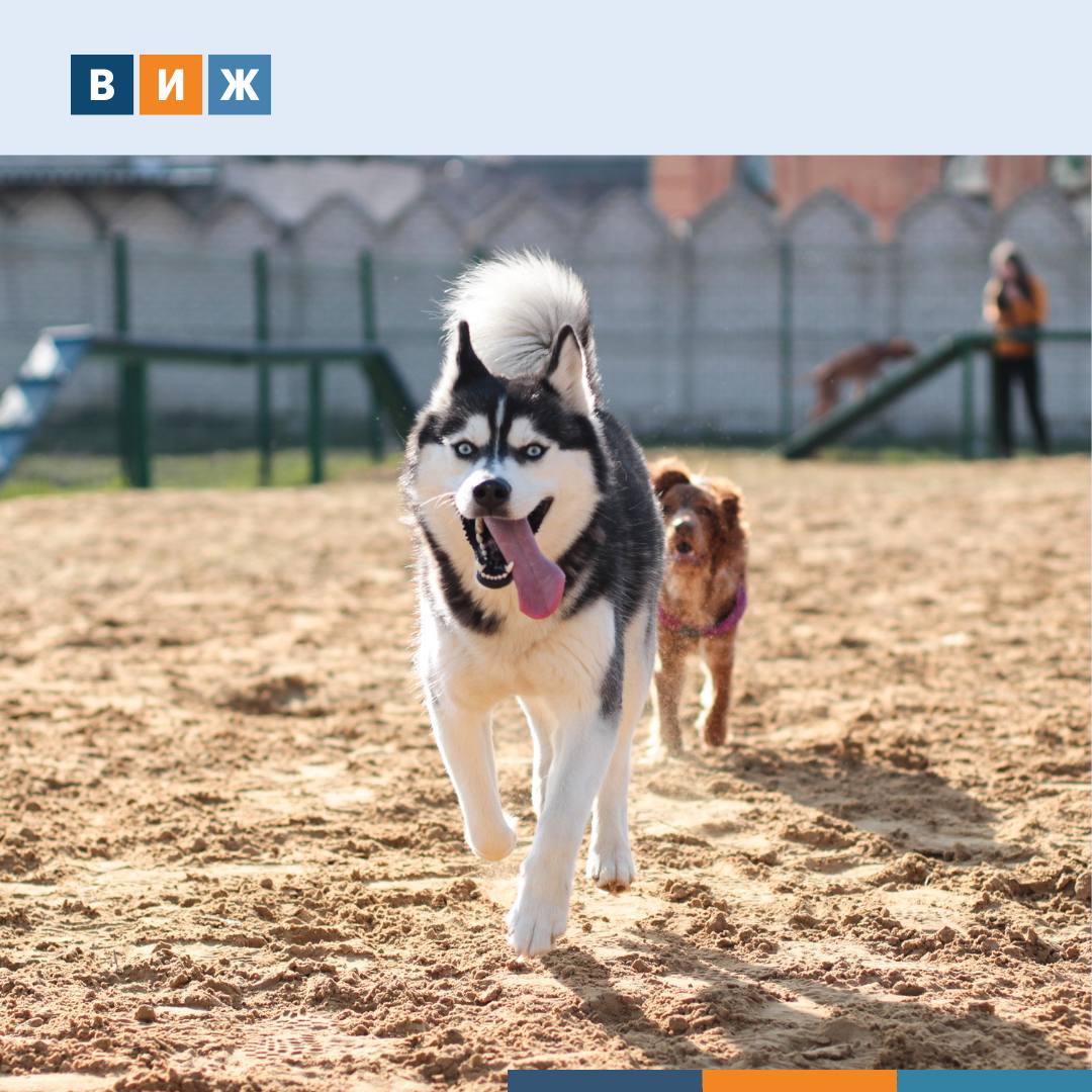 В России впервые появился ГОСТ на площадки для выгула и дрессировки собак  Документ утвержден в Росстандарте под названием ГОСТ Р Благоустройство территорий общего пользования для владельцев собак Общие требования к типологии проектированию оборудованию и содержанию территорий для прогулок занятий и игр с собаками В нем впервые вводятся определения понятий инфраструктура для владельцев собак игровая площадка для собак маршрут для прогулок с собаками Также различаются игровые и дрессировочные площадки ГОСТ устанавливает конкретные параметры для организации таких территорий  Минимальная площадь игровой площадки должна составлять не менее 200 кв м дрессировочной 1 5 тыс кв м  Высоту ограждения следует предусматривать не менее 2 м Для соблюдения санитарных норм площадки необходимо оборудовать контейнерами для отходов и дозаторами для пакетов Документ также определяет требования к освещению зонированию и установке препятствий для дрессировки собак Новый стандарт вступит в силу с 1 апреля 2026 года сообщает ТАСС vetandlife Наши каналы