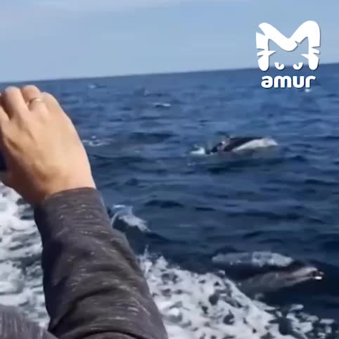 Дельфины устроили шоу для туристов у маяка Анива на Сахалине