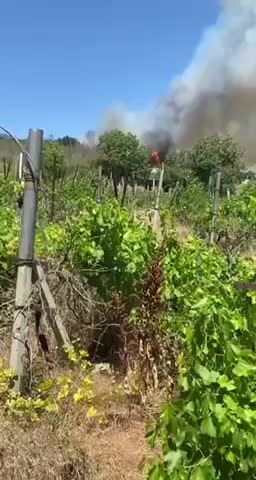 Пожар в Каушанском районе: 10 гектаров леса сгорело возле села Копанка