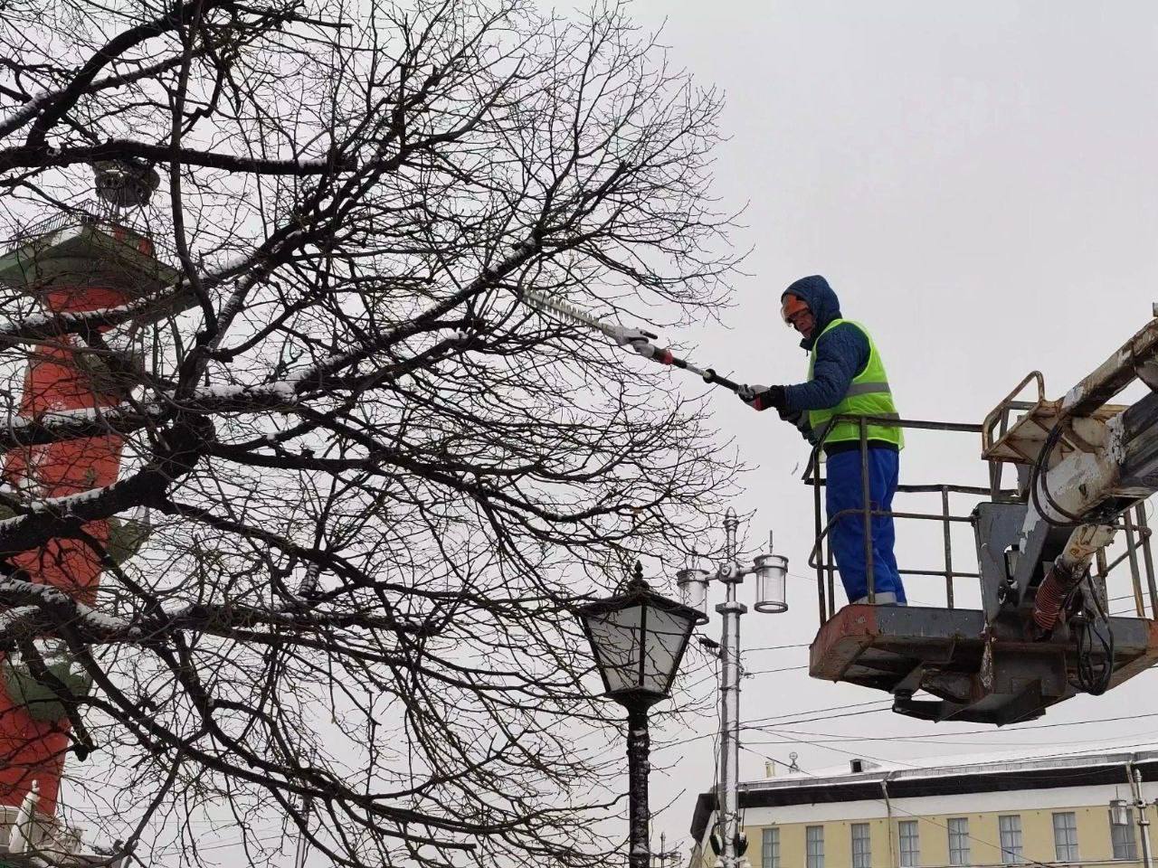 На Васильевском острове специалисты садово-паркового предприятия «Центральное» проводят зимнюю обрезку деревьев.  Зимой садовники выполняют три вида обрезки:   формовочная обрезка — кроне дерева придают форму, убирая мелкие ветки;   санитарная обрезка — удаляют больные ветки или те, что мешают фасадам и окнам;   омолаживающая обрезка — оставляют крупные ветки для новых ростков.