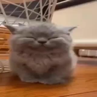 В РФ одобрен законопроект о конфискации домашних животных при жестоком обращении