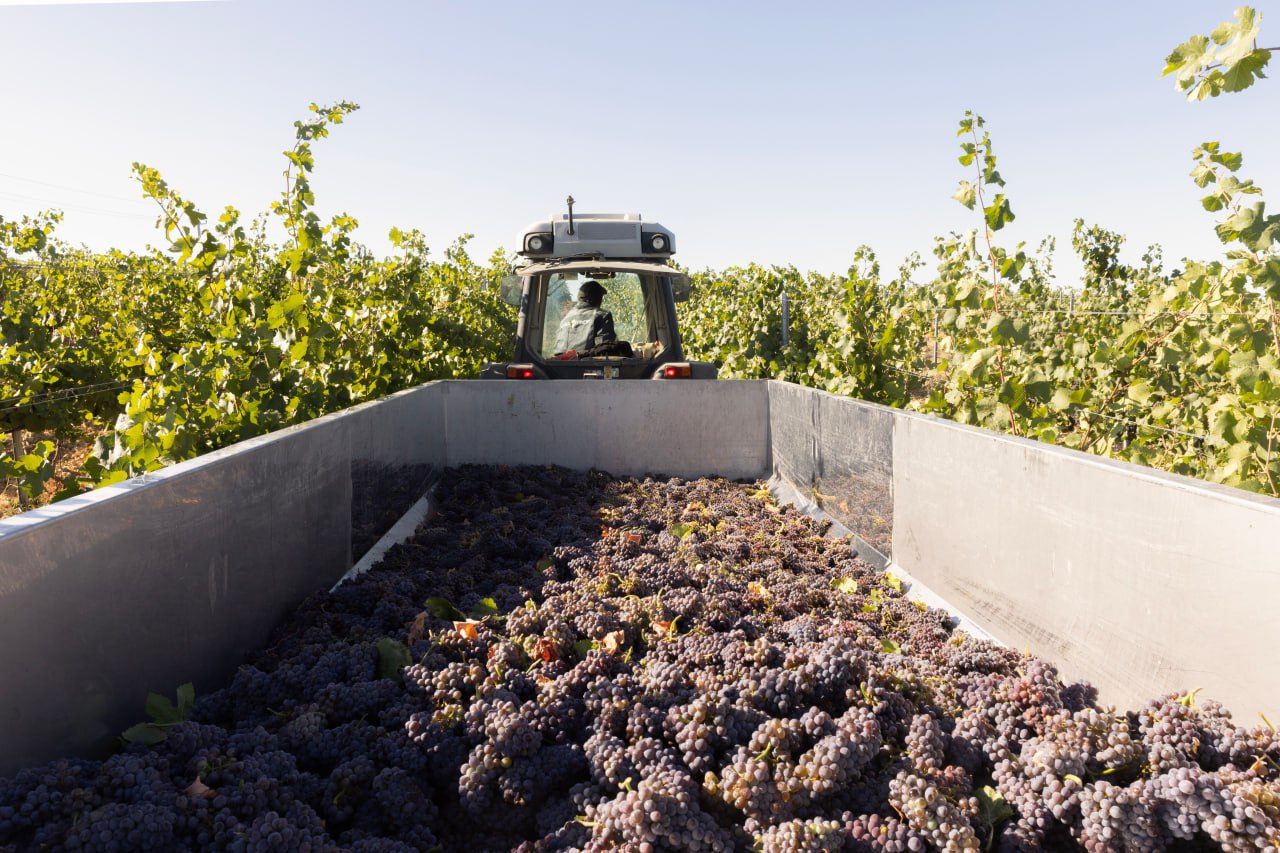 В Крыму сбор винограда вышел на финишную прямую Крымские аграрии приступили к сбору поздних сортов винограда а также ягод которые пойдут на производство ледяного вина По состоянию на 6 ноября собрано 103 тысячи тонн солнечной ягоды с площади 15 тысяч гектаров Средняя урожайность составила 69 центнеров с гектара В прошлом году в Крыму винограда было собрано больше 113 тысяч тонн Однако в этом сезоне виноделы учитывая весенние заморозки и летнюю засуху рассчитывают на особый вкус вина Красные сухие и крепленые вина урожая 2025 могут быть особенно насыщенными и богатыми по вкусовой палитре говорят эксперты Севкор теперь в MAX Читайте Севкор