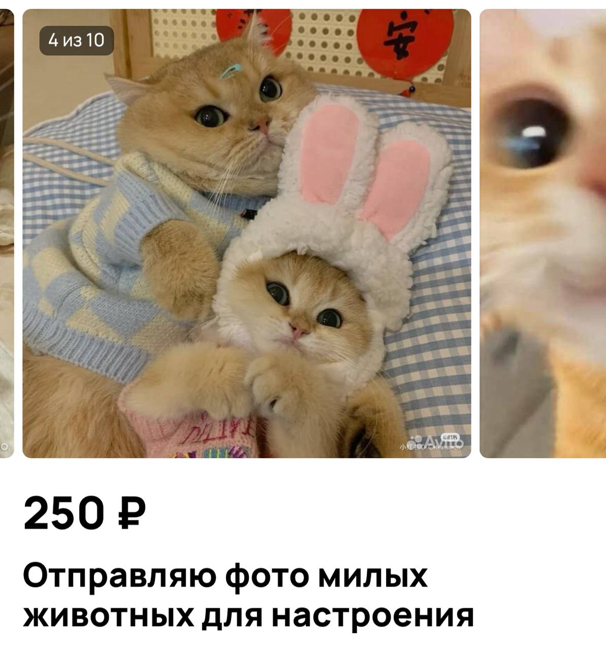 Москвичи снова придумали идею для бизнеса: за 250 рублей в неделю вы будете получать фото котиков два раза в день. Фото и видео, заменяющие антидепрессанты, будут присылать в любой мессенджер и строго по расписанию. Услуги, которые мы заслужили.