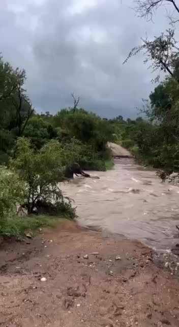 Наводнение в Национальном парке Крюгера: эвакуация людей и спасение животных