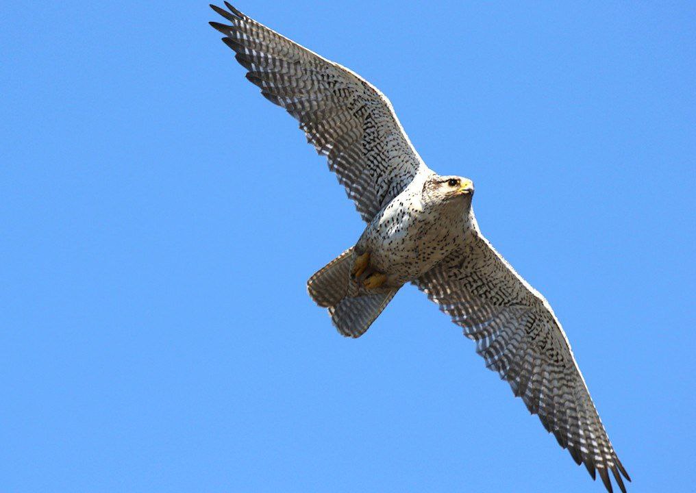 За незаконный оборот кречетов будут судить двух обвиняемых в Хабаровске На продаже кречетов которые пользуются высоким спросом в арабских странах для охоты решили нажиться пять человек В январе 2025 го организатор группы незаконно приобрел в поселке Угольные Копи Чукотского автономного округа четырех краснокнижных кречетов стоимостью более 4 млн рублей В дальнейшем птиц с Чукотки доставили в Хабаровск где содержали в квартире для дальнейшей продажи Злоумышлеников задержали сотрудники ФСБ Организатор преступной деятельности объявлен в международный розыск Двое из его соучастников скоро предстанут перед судом   Будь в курсе событий везде ОК VK MAX