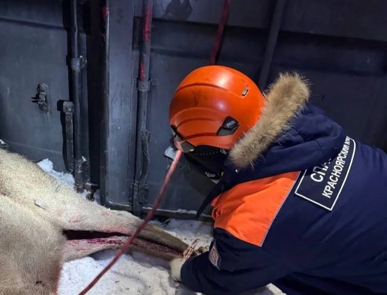 Марала спасли от стаи бродячих собак в Красноярске Дикое животное выбежало из леса в районе улицы Базайской и нарвалось на агрессивных псов Зоозащитники забили тревогу и вызвали спасателей Прибывшие специалисты помогли погрузить обессиленного марала в автомобиль За ним наблюдают ветеринары рассказали в КГКУ Спасатель Фото spasatel24 Енисей в МАХ ВК ОК eniseytv