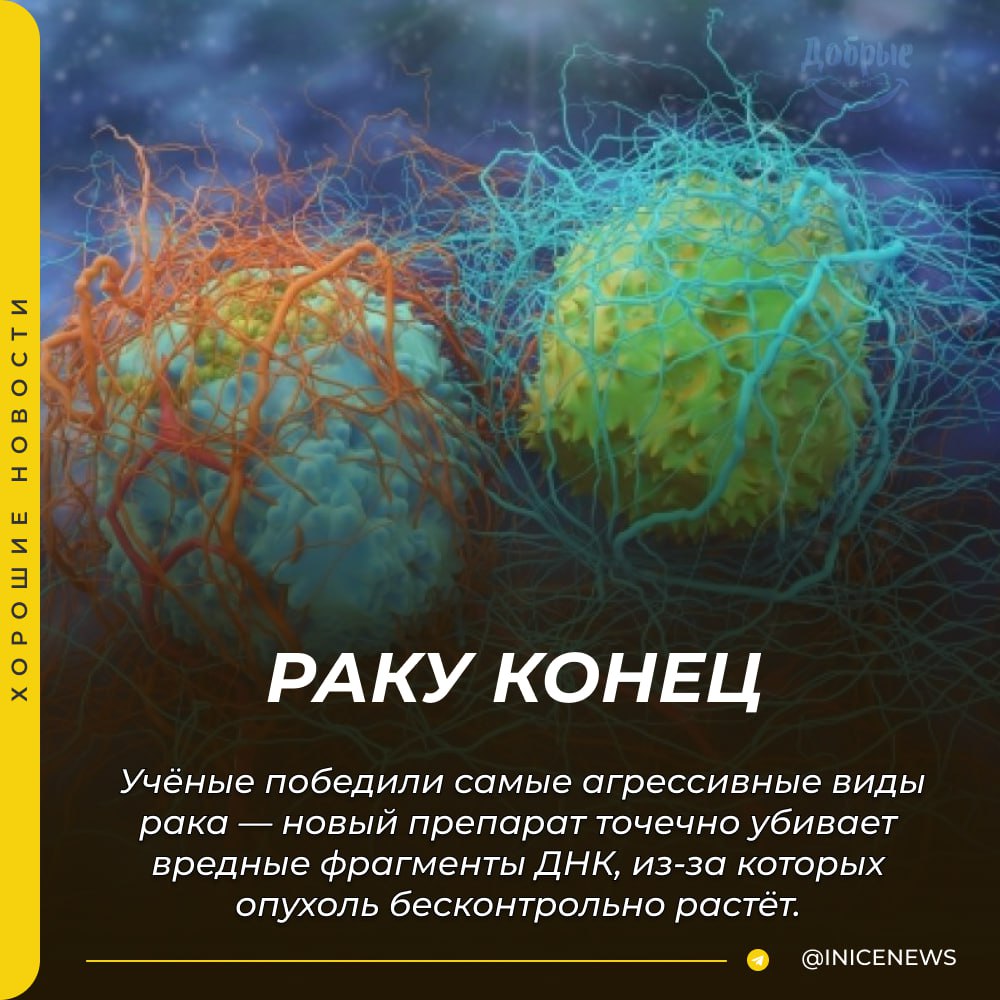 Учёные победили самые агрессивные виды рака — новый препарат точечно убивает вредные фрагменты ДНК, из-за которых опухоль бесконтрольно растёт.   • Специалисты изучили 15 тысяч пациентов в Великобритании и узнали, что самые агрессивные формы рака молочной железы, мозга и лёгких содержат ecDNA.  • ecDNA — это враг номер один, который быстро размножает раковые клетки и НЕ ЛЕЧИТСЯ с помощью химиотерапии.  • Новое лекарство уничтожает фрагменты ecDNA и полностью останавливает развитие раковой опухоли — препарат уже на ранних стадиях клинических испытаний.   У миллионов человек только что появилась надежда.     Хорошие новости