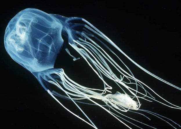 Двухлетний мальчик из России умер после укуса медузы в Малайзии Семья из Хабаровска отдыхала на острове Лангкави Во время купания в море 2 летнего Вову ужалила ядовитая кубомедуза И хотя мальчика быстро достали из воды на пляже он уже перестал дышать отцу пришлось самостоятельно делать сыну сердечно лёгочную реанимацию его удалось доставить в медцентр В больнице в течение четырёх дней врачи боролись за жизнь Вовы но ребёнок скончался Прямой эфир