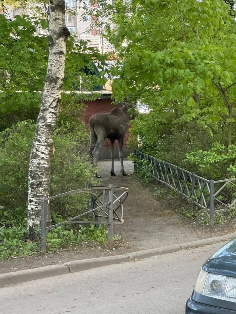 Лоси с утра пораньше разгуливали между домами и в парках в Купчино Смелых сохатых заметили местные жители. Сегодня утром, Бухарестская 35 кор. 5. Прямо нос к носу столкнулась с лосем, — написала местная жительница в группе «Новости Купчино». Другая горожанка увидела отдыхающего лося прямо у её дома №16 по проспекту Славы. А ещё лосей, гуляющих по дороге на улице Димитрова, заметили автомобилисты. Позже на глаза петербуржцам попался лось, который отдыхал под окнами дома на Софийской 35/3, между двумя школами и стадионами. Сейчас сохатых пытается поймать комитет по природопользованию. : «Новости Купчино» : СПб — отдай свой буст нам