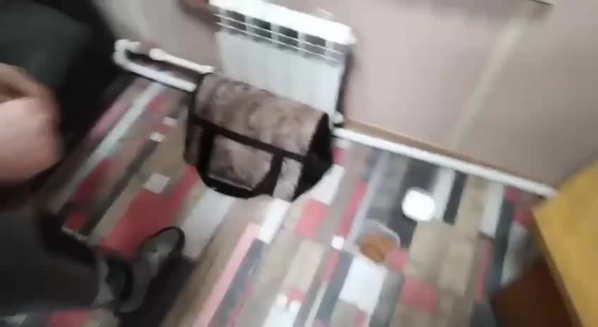 В Санкт-Петербурге спасли кошку из канала Грибоедова