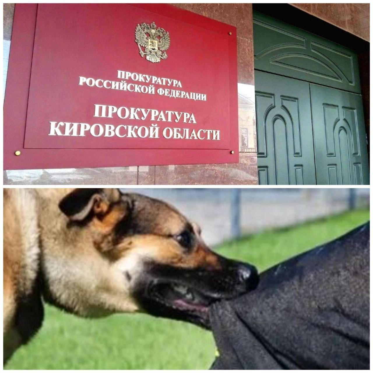 #ребенок #укус #собака Кировская межрайонная природоохранная прокуратура через суд взыскала с собственника собаки компенсацию причиненного 12-летнему потерпевшему морального вреда Кировская межрайонная природоохранная прокуратура, действуя в интересах 12-летнего ребенка, обратилась в суд с исковым заявлением с требованием о взыскании с собственника домашнего животного компенсации причиненного морального вреда. Инцидент произошел 2 января 2024 года в городе Нолинске. В результате бесконтрольного содержания со стороны собственника собака ответчика напала на малолетнего и укусила его за ногу. Мальчик испытал физическую боль, нравственные страдания. По итогам рассмотрения иска прокурора с собственника животного в пользу малолетнего взыскана денежная компенсация в размере 25 тыс. рублей. Решение суда исполнено, #компенсация выплачена.