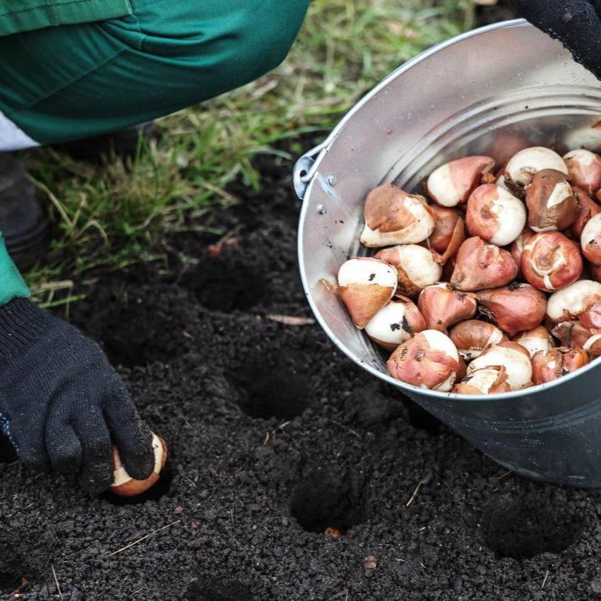 В Петербурге к весне посадили 300 тысяч тюльпанов Цветы зацветут в Александровском и Таврическом садах парке Авиаторов Московском парке Победы вдоль Пулковского шоссе Приморского проспекта и в скверах Петергофа Весной нас ждёт цветочное чудо Эй Питер