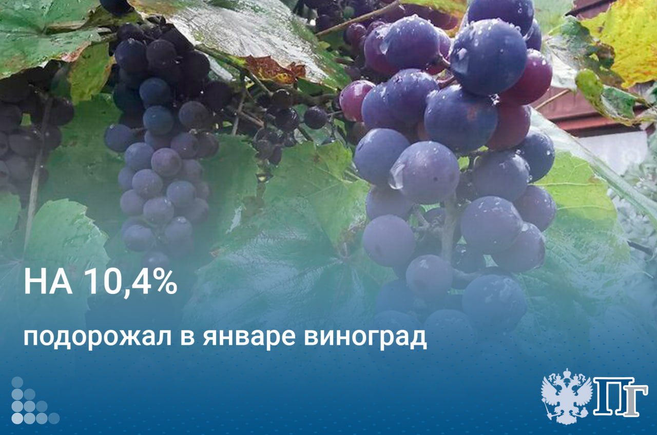 Виноград за январь подорожал на 10,4 процента. Это следует из материала Росстата.  В первом месяце 2025 года наряду с виноградом на 7,7% выросли цены на огурцы, на 7,2% — на грибы, на 6,2% — на чеснок, на 4,4% — на лук, на 4,3% — на яблоки.  Среди молочных продуктов на 2,1% подняли цены на сливки, на 1,9% — на сыры, на 1,5% — на молоко, на 1,4% — на сметану и кисломолочную продукцию.  Выросли цены и на некоторые виды рыбной продукции: на соленую сельдь — на 3,5%, на мороженую рыбу — на 2,5%, на копченую и маринованную — на 2%.   Подписаться на «Парламентскую газету»