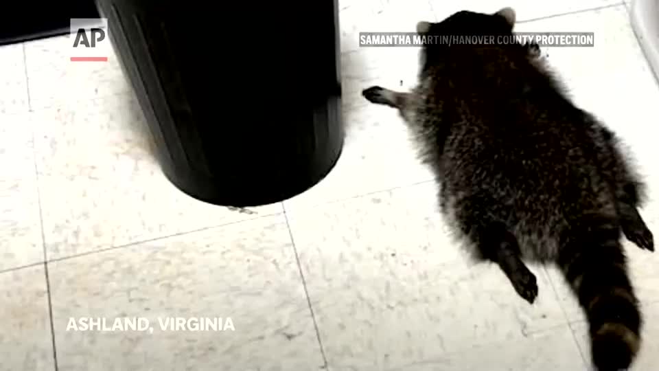 Пьяный енот из Вирджинии снова попал в неприятности после кражи закусок