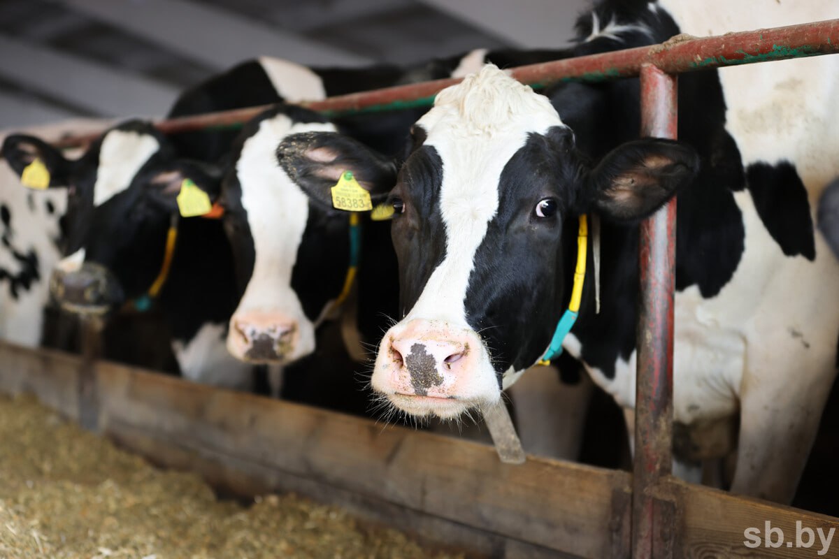 Несмотря на мороз и сугробы сельчане продолжают ухаживать за животными доить коров ремонтировать технику Мороз и глубокие сугробы не остановили жизнь на земле Аграрии понимают что успех будущей посевной напрямую зависит от исправности и надежности сельхозмашин