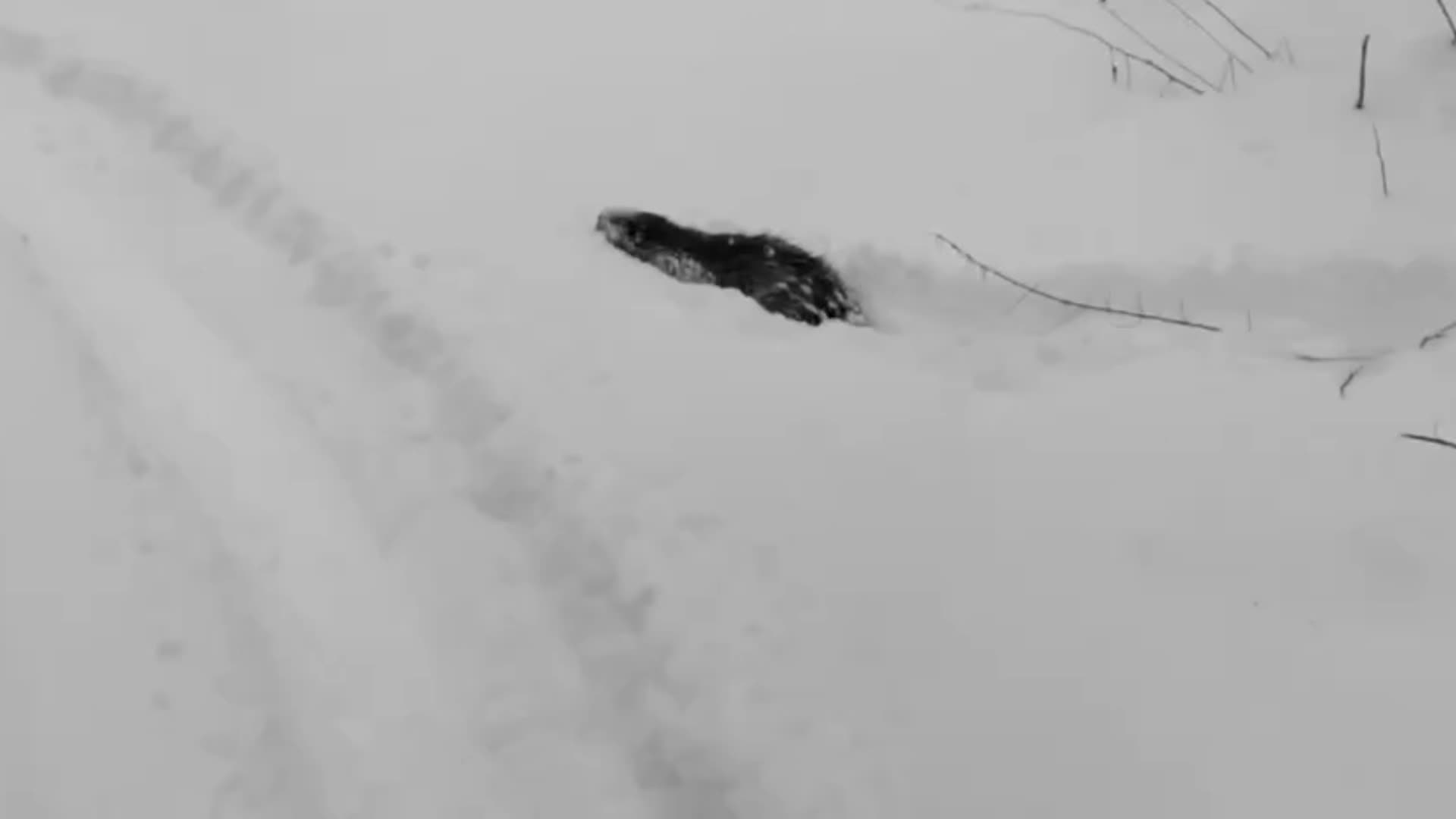 Редкие кадры волка и бобра в зимних лесах России