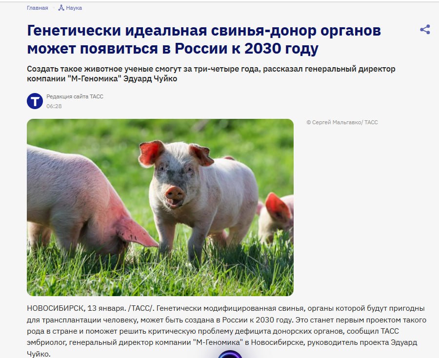 Для тех кто желал жить до 150 лет за счет трасплантации органов Генетически модифицированных свиней планируется выращивать в стерильных условиях под постоянным ветеринарным и медицинским контролем что обеспечит идеальное качество органов для трансплантации В первый год проект способен дать около 200 почек людям для операций Такие хирургические вмешательства планируется включить в программу ОМС В дальнейшем разработка будет адаптирована для сердца поджелудочной железы и печени Проект по пересадке органов будет реализовываться совместно с клиникой Мешалкина одним из крупнейших многопрофильных медицинских центров Минздрава РФ Над ним будет работать команда специалистов из Института цитологии и генетики СО РАН эмбриологи молекулярные биологи и генные инженеры которые в феврале 2025 года впервые в России вырастили поросенка методом ЭКО Вариант продления жизни подозреваю что только элиты до 150 с гаком озвучивал Онищенко Невидимая цена трансплантации органов этические вопросы и иные последствия   anna kpo ЧАТ БОТ САЙТ ВК Бастион
