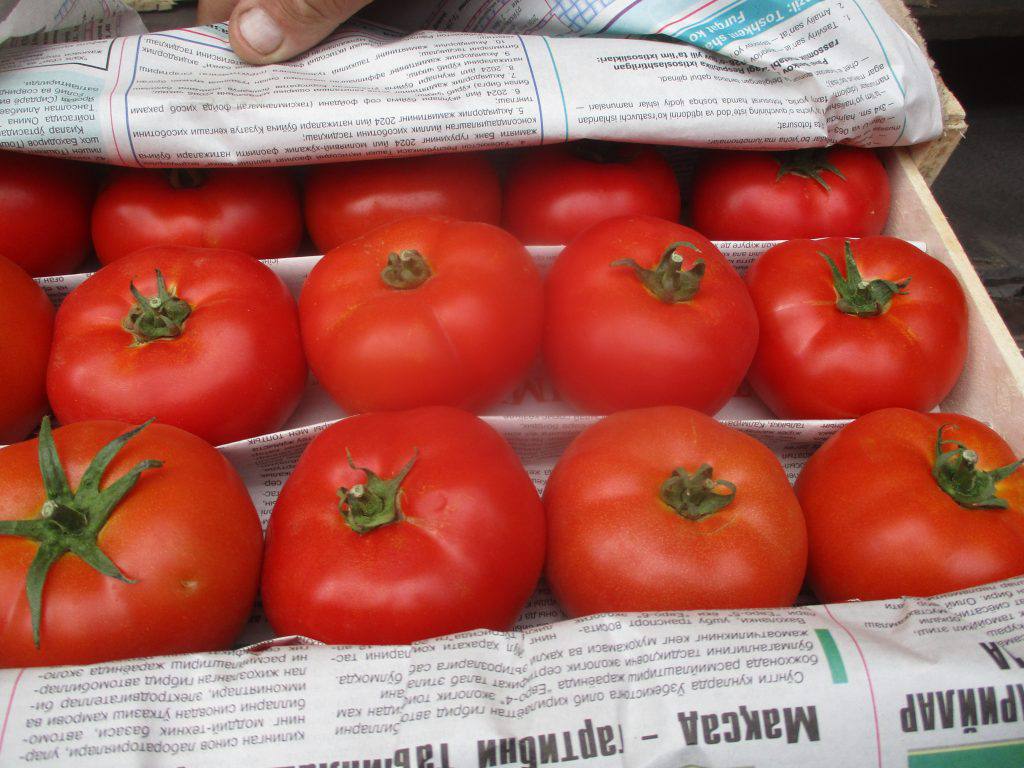 Более 50 тонн импортных томатов и мандаринов завезли в Челябинск За минувшую неделю в Россию поступило 412 тонн импортных овощей и фруктов Их завезли в страну через границу с Казахстаном в Челябинской области В частности в столицу Южного Урала доставили 16 тонн томатов и 36 тонн китайских мандаринов Каждую из партий проверяли сотрудники Россельхознадзора С 22 по 28 декабря в пункте пропуска Бугристое они досмотрели 23 грузовика Машины с огурцами помидорами луком мандаринами виноградом орехами грушами и сухофруктами следовали в Екатеринбург Пермь Москву Новосибирск и Уфу 15 фур везли продукцию из Китая семь машин были наполнены казахстанскими товарами еще одна киргизскими Нарушений Единых карантинных фитосанитарных требований предъявляемых к подкарантинной продукции и подкарантинным объектам на таможенной границе и на таможенной территории Евразийского экономического союза не выявлено уточнили в Россельхознадзоре После проверки все грузовики направились в пункты назначения