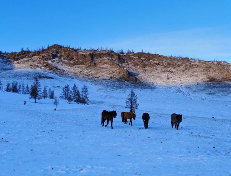 В районе Бурятии жеребят спасают от волков На отдалённых пастбищах Окинского района Бурятии разворачивается настоящая операция по спасению местные жители защищают новорожденных жеребят от нападений волков Под руководством главы территориального управления Дамбы Тапхарова владельцы табунов собирают молодняк в отдельные более защищённые гурты Это старый проверенный метод пока жеребята слабы и уязвимы их держат ближе к стойбищам под присмотром чтобы волки не смогли отбить малышей от матерей
