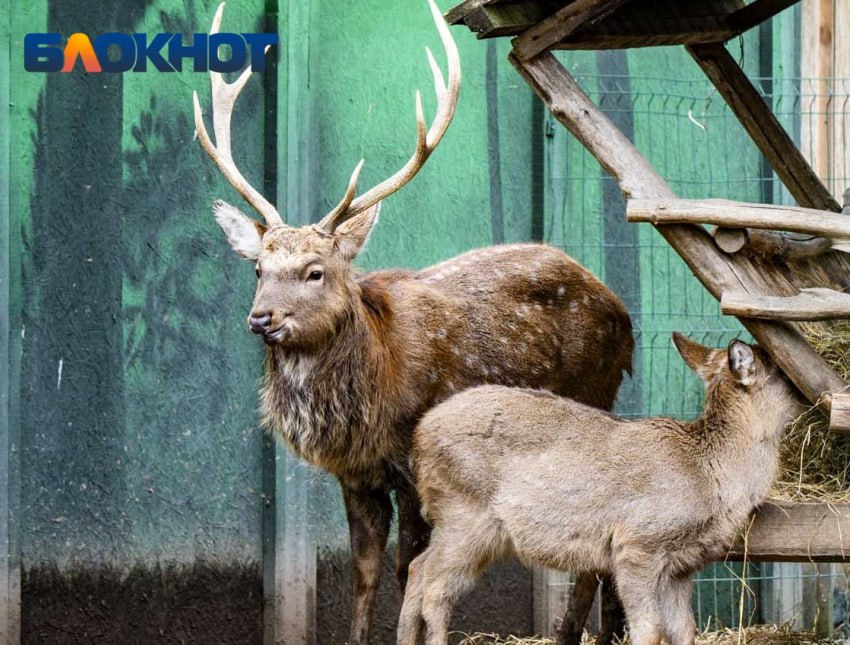 Лимиты охоты на медведей и оленей установили в Краснодарском крае Губернатор Краснодарского края подписал постановление «Об утверждении лимитов и квот добычи охотничьих ресурсов на территории Краснодарского края в сезон охоты 2025-2026 годов». Оно уже вступило в силу. - Олень благородный – 214 особей; - Косуля европейская – 1331; - Косуля сибирская – 235; - Медведь бурый – 51; - Барсук европейский – 115. Объявления работа Купи/продай авто Найти врача