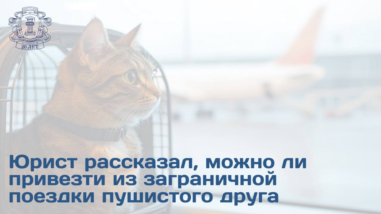 Провоз животного из заграничной поездки на территорию РФ возможен только при наличии ветеринарного паспорта и соблюдении всех законодательных требований, заявил NEWS.ru член Ассоциации юристов России Ярослав Остапенко. По его словам, для беспрепятственного ввоза питомца необходимо подготовить справки о состоянии здоровья, а также произвести чипирование. Забрать животное из-за границы возможно, но важно соблюдать требования законодательства как страны пребывания, так и РФ. Во-первых, необходимо убедиться, что в стране, откуда вывозится животное, разрешен его экспорт. Во-вторых, чтобы ввезти животное в Россию, потребуются: ветеринарный паспорт с отметками о прививках, справка о состоянии здоровья, чипирование и международный ветеринарный сертификат. Он отметил, что на таможне питомец должен пройти контроль, а отсутствие документов может привести к отказу во ввозе или даже карантину. Также юрист добавил, что не будет лишним заранее уточнить правила перевозки питомца у авиакомпании. Ввоз животных в РФ из-за границы без документов может повлечь отказ, карантин или даже усыпление, если есть подозрение на заболевание. На таможне в РФ животное должно пройти ветеринарный контроль. Также важно заранее уточнить требования у авиакомпании: допустимые размеры переноски, возраст животного и необходимость дополнительного согласования перевозки. Если кратко: забрать котенка или щенка с пляжа реально, но только при четком соблюдении всех ветеринарных и таможенных правил.