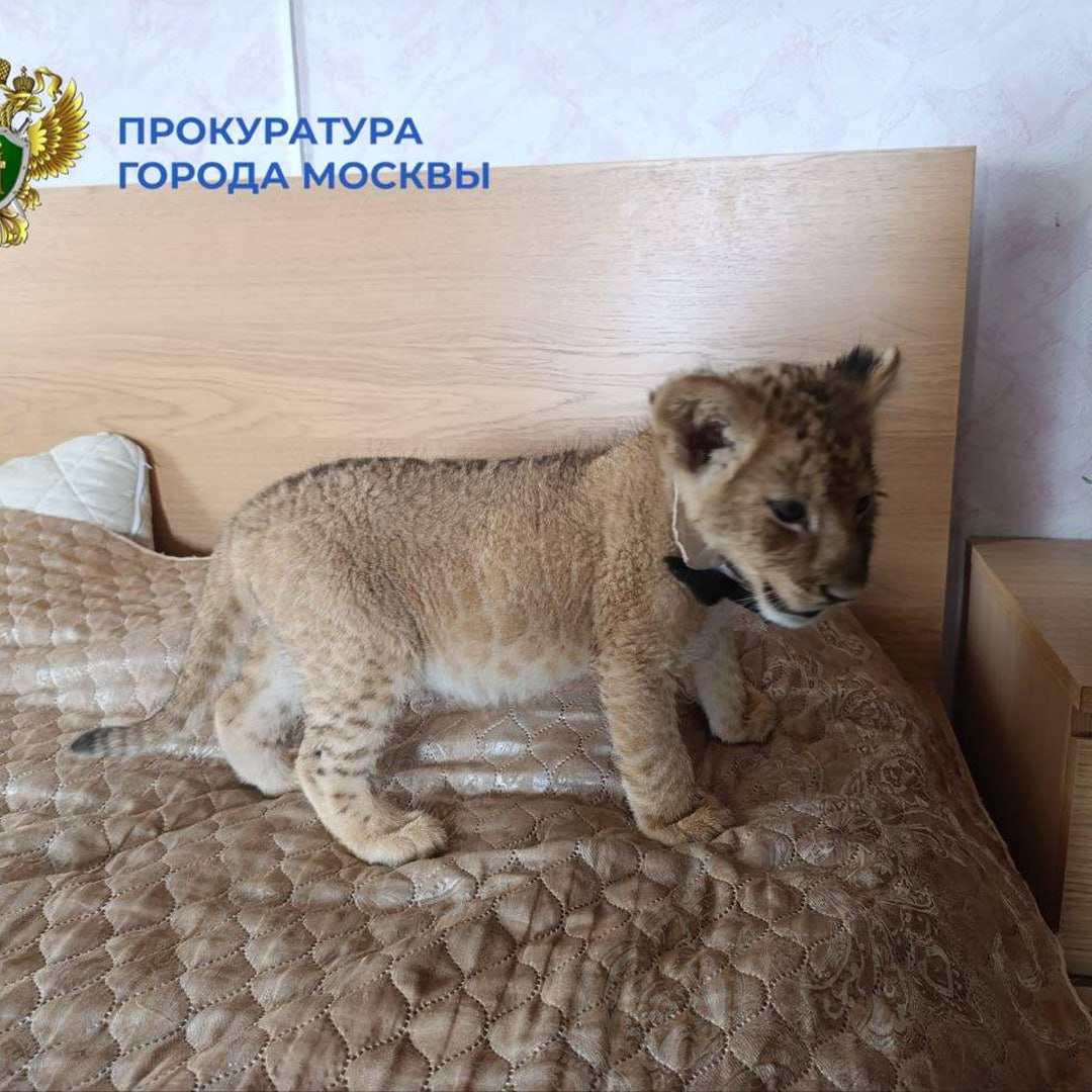 В Москве у организаторов фотосессий забрали двух изможденных львов — животных содержали прямо в квартире В отношении владельцев возбудили административное дело. Лев и детеныш льва переданы в Московский зоопарк. — пздц, за такое в тюрьму надо Рифмы и Морген