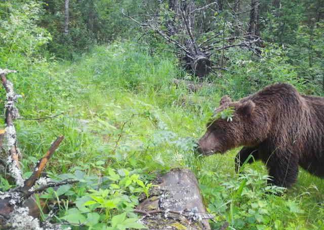 Косолапый попался в фотоловушку в районе Откликного гребне в нацпарке «Таганай», следы встречались и возле Двуглавой сопки. К середине лета у мишек разгулялся аппетит, потому сейчас хозяин тайги ест всё, что попадётся под лапу, — рассказали сотрудники нацпарка. Когда медведю ничего не грозит, уровень его агрессии где-то возле нулевой отметки. И даже если заметит людей, то будет наблюдать за ними со стороны. Но испытывать судьбу всё равно не стоит. Лучше: 1. Не выходить на маршрут на ночь глядя 2. Обозначать себя на тропе — петь, свистеть 3. Не оставлять в лесу мусор, а особенно — остатки пищи Фото: нацпарк «Таганай» «Уральский меридиан»