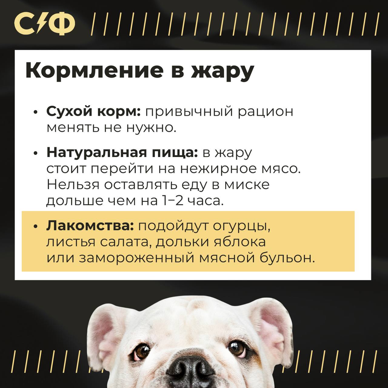 В России установилась аномальная жара — в некоторых регионах температура подбирается к +40 °C. В такую погоду тяжело всем. Мы можем пожаловаться, включить кондиционер и кинуть в стакан пару кубиков льда. А вот питомцам справляться с перегревом куда сложнее. Спросили у кинолога, как помочь собаке в жару. Четыре совета от эксперта — в наших карточках. — Если уже устали от жары «Секрет фирмы»