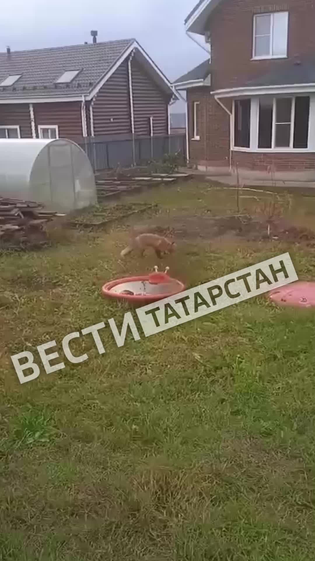 Лиса замечена в Реутове: жители призывают к осторожности
