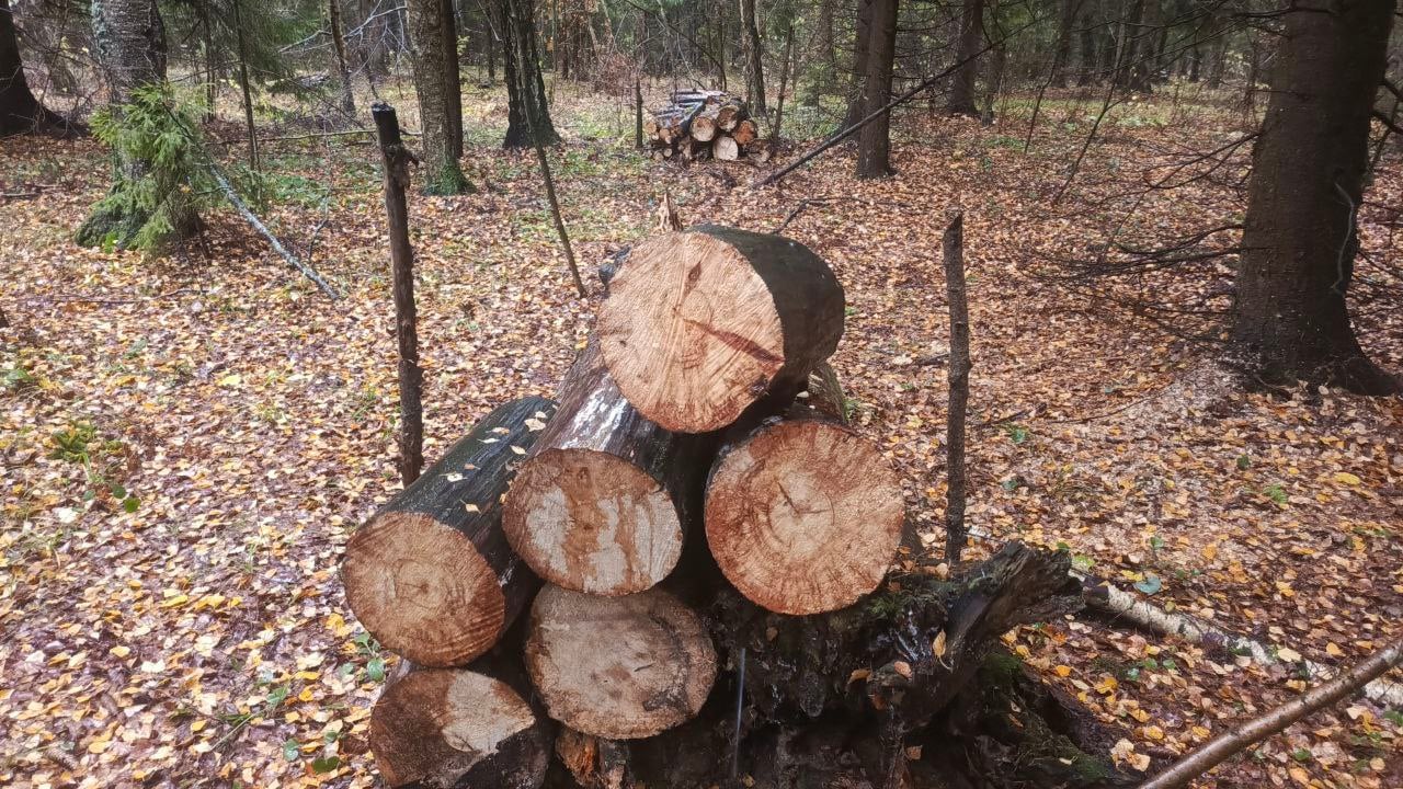 Рядом с СНТ «Лесные дали» в городском округе Чехов провели уборку леса.  Сотрудники лесной охраны Подольского лесничества проверяют качество выполнения работ по уборке неликвидной древесины. Санитарно-оздоровительное мероприятие осуществляется в рамках государственного задания.  «Уборка проводится в местах образования ветровала, бурелома, снеголома и других повреждений, а также, если создается угроза возникновения очагов вредных организмов или пожарной безопасности. В Мещерском участковом лесничестве в текущем году работы по уборке неликвидной древесины проведены на площади 95,4 гектара», - рассказал старший участковый лесничий Подольского филиала ГКУ МО «Мособллес» Сергей Корольков.  Исполнителем работ является Подольский-Русский лес филиал ГАУ МО «Центрлесхоз.