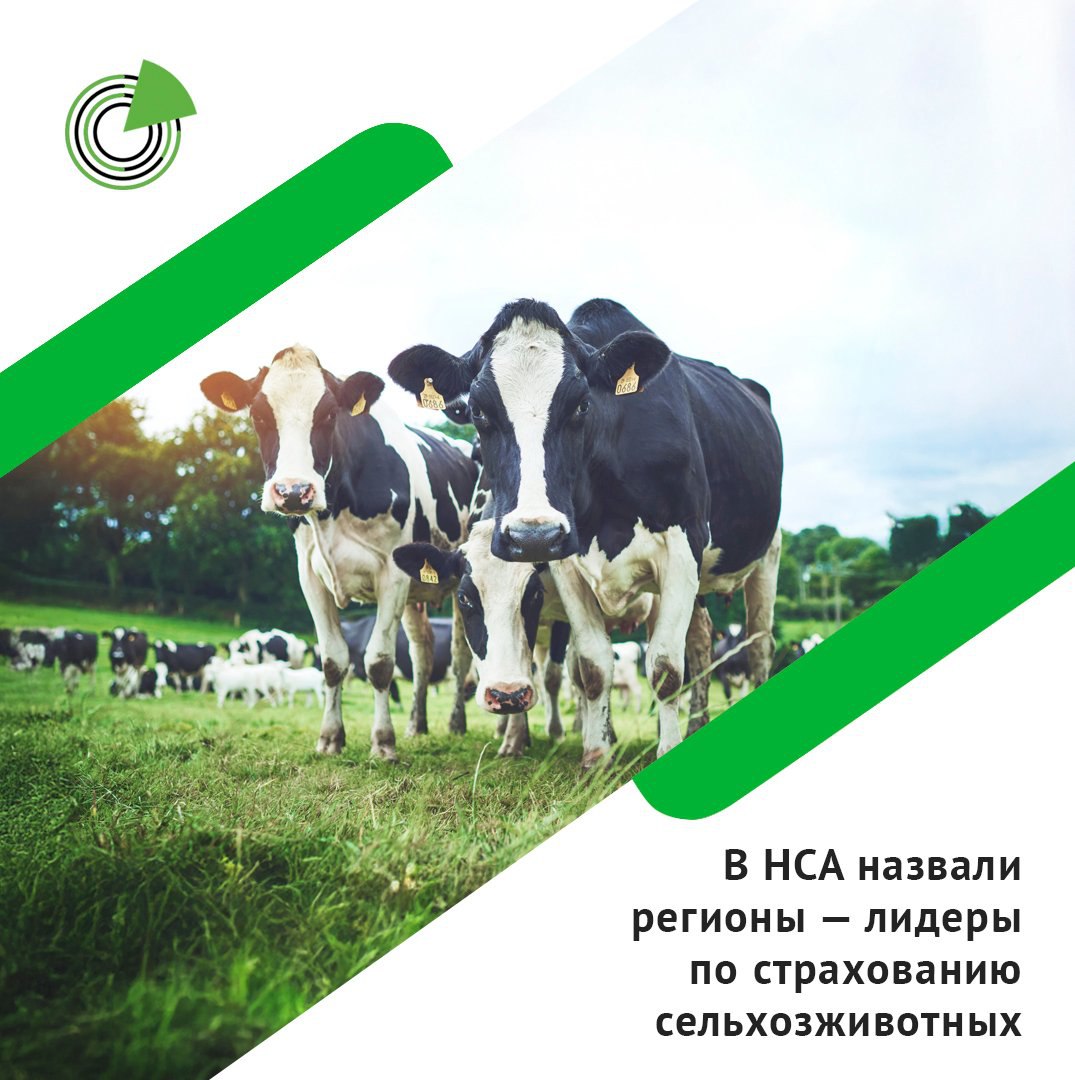 В НСА НАЗВАЛИ РЕГИОНЫ — ЛИДЕРЫ ПО СТРАХОВАНИЮ СЕЛЬХОЗЖИВОТНЫХ  Национальный союз агростраховщиков  НСА  подвел итоги страхования сельхозживотных в РФ в первом полугодии 2025 года. Названы регионы, где животноводы проявили наибольшую активность в защите своего поголовья.  Центральное Черноземье вновь подтвердило свое лидерство: Белгородская область застраховала внушительное количество животных — 871 тыс. условных голов, что составляет 15% от всего застрахованного поголовья страны. В поголовье по отраслевым направлениям это 1,6 млн свиней, 20 млн птиц, а также 5 тыс. голов крупного рогатого скота и 1 тыс. голов мелкого рогатого скота.  Подробнее: