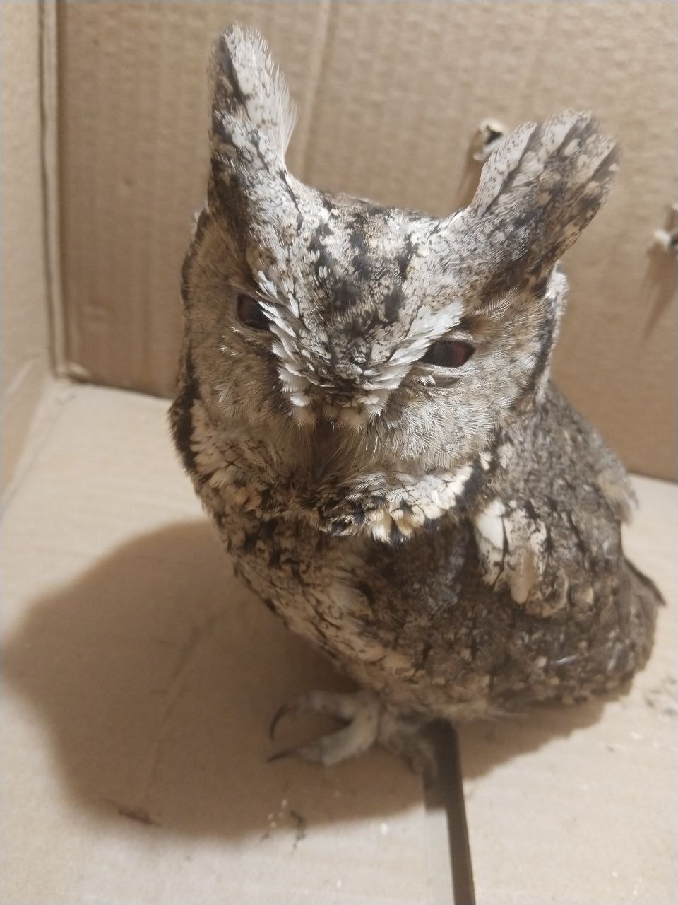 В Приморье выхаживают сову с черепно мозговой травмой В приморском центре Тигр под Уссурийском появился новый пациент ошейниковая совка с тяжёлой черепно мозговой травмой Птицу два дня назад привезла жительница Владивостока проехав более 100 километров чтобы спасти её Сейчас сове уколами снимают отёк мозга прогнозы пока осторожные всё зависит от тяжести травмы и того сколько времени прошло до начала лечения По словам сотрудников центра такие случаи не редкость совы часто попадают под машины во время охоты на мышей вдоль дорог Тут всегда 50 на 50 либо восстановится и вернётся в дикую природу либо нет объясняет руководитель центра Виктор Кузьменко Помимо совки в Тигре сейчас выхаживают тигрицу подростка с серьёзными проблемами зрения медведя которого раньше держали у людей двух дальневосточных лесных котов и четырёх котят У одного кота после операции буквально собирают лапу второй как и сова с ЧМТ и в тяжёлом состоянии Подписаться забустить