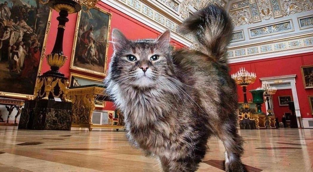 Коты, живущие в Эрмитаже, получили наследство — его оставил меценат из Франции По словам гендиректора музея Михаила Пиотровского, речь идет о небольшой сумме денег. Покойный разделил своё имущество между родственниками, экологической компанией и музейными котами. Первый Питерский