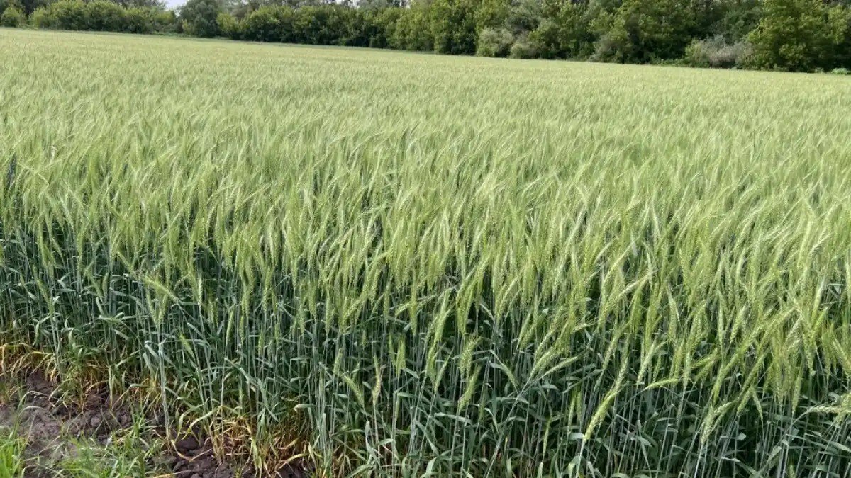 Новый зимостойкий сорт озимой пшеницы рязанской селекции пополнил Госреестр Он получил название АДАРКА Новый сорт создали сотрудники Института семеноводства и агротехнологий филиала ФГБНУ ФНАЦ ВИМ расположенного в с Подвязье Рязанского района Сорт предназначен для выращивания в регионах ЦФО Рассказываем о его характеристиках в материале