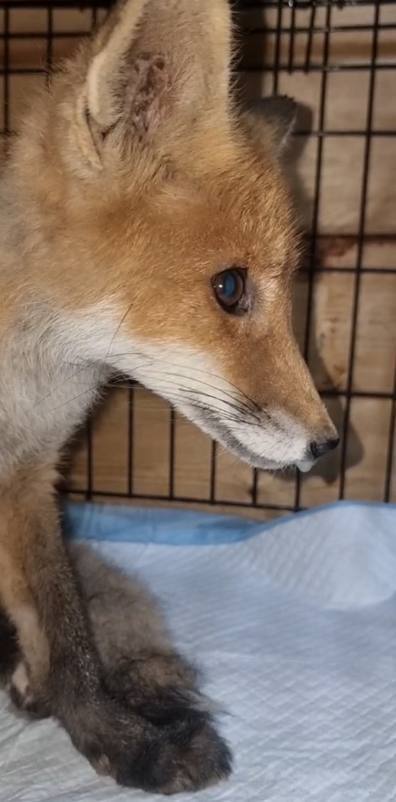 В подвале одного из домов в Одинцово обнаружили лисёнка, который прожил там около двух недель.  Местные жители забили тревогу, когда заметили, что кошки перестали спускаться за кормом. Позже в подвале появился неожиданный гость — лисёнок, подкармливавшийся остатками кошачьей еды. Жильцы вызвали специалистов по отлову диких животных, и те аккуратно извлекли зверька. Сейчас он находится под наблюдением ветеринаров.ры.  Москва 2025